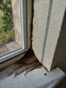 Why Get a Pest Inspection?