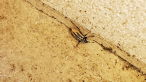 Your Pest Inspection